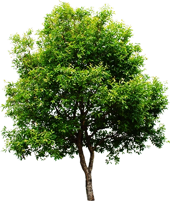 Programa de reforestación Ggreen